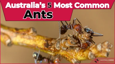 common australian ants article header